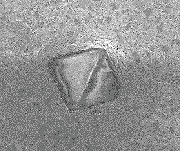 EHWA BSL after 60 h: second image without observed diamond loss.